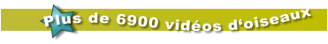 Plus de 6900 vidéos d‘oiseaux