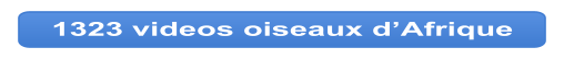 1323 videos oiseaux d’Afrique