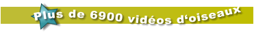 Plus de 6900 vidéos d‘oiseaux