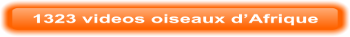 1323 videos oiseaux d’Afrique